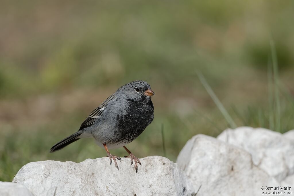 Mourning Sierra Finch