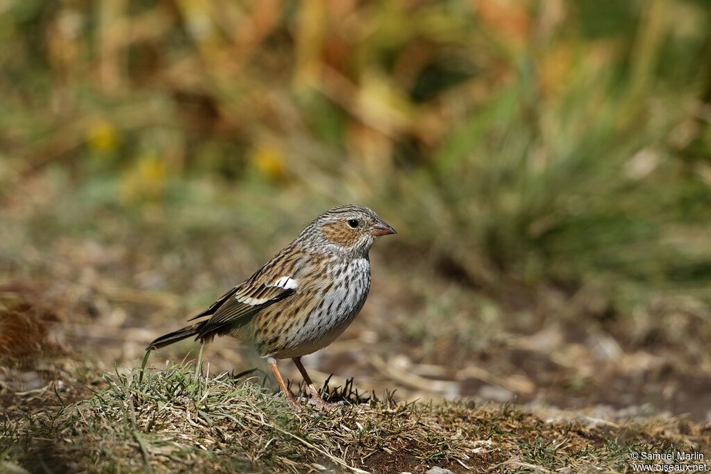 Mourning Sierra Finch