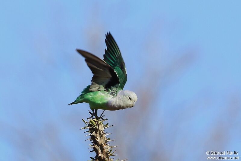 Grey-headed Lovebird