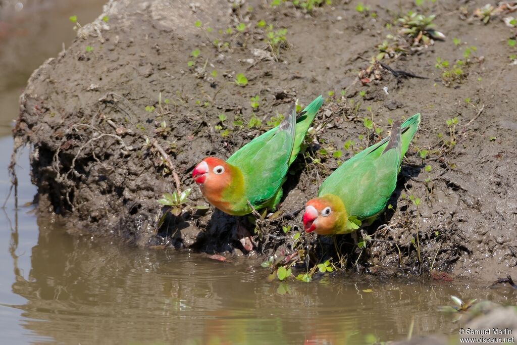 Inséparable de Lilianadulte, boit