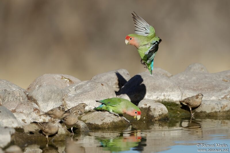 Rosy-faced Lovebirdadult, Flight, drinks