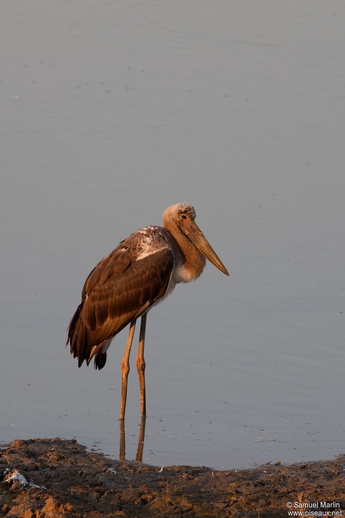 Jabiru d'Afriquejuvénile