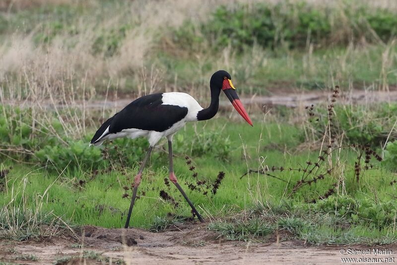 Jabiru d'Afrique femelle adulte