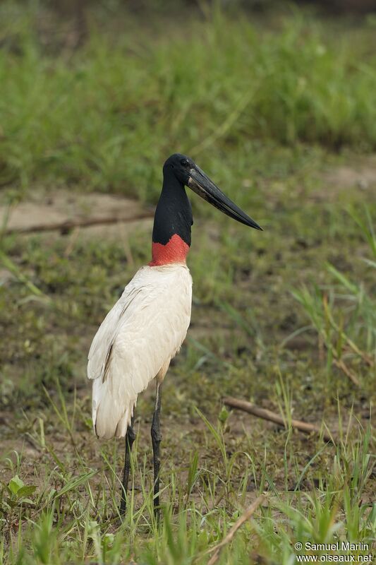 Jabiru d'Amériqueadulte