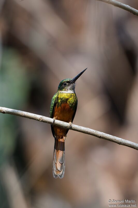 Jacamar à queue rousseadulte