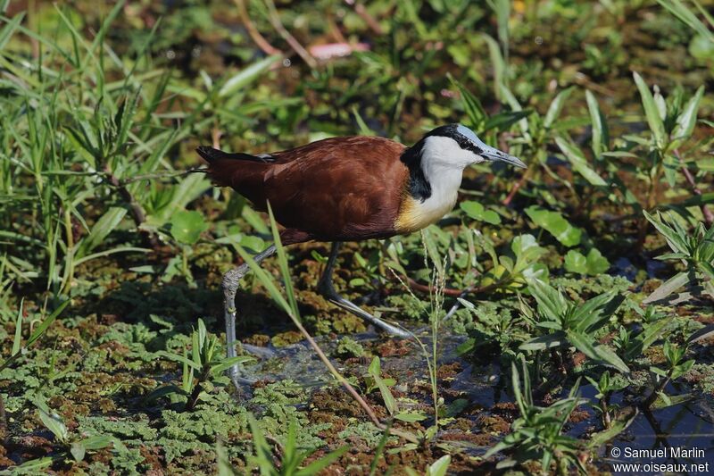 Jacana à poitrine dorée mâle adulte