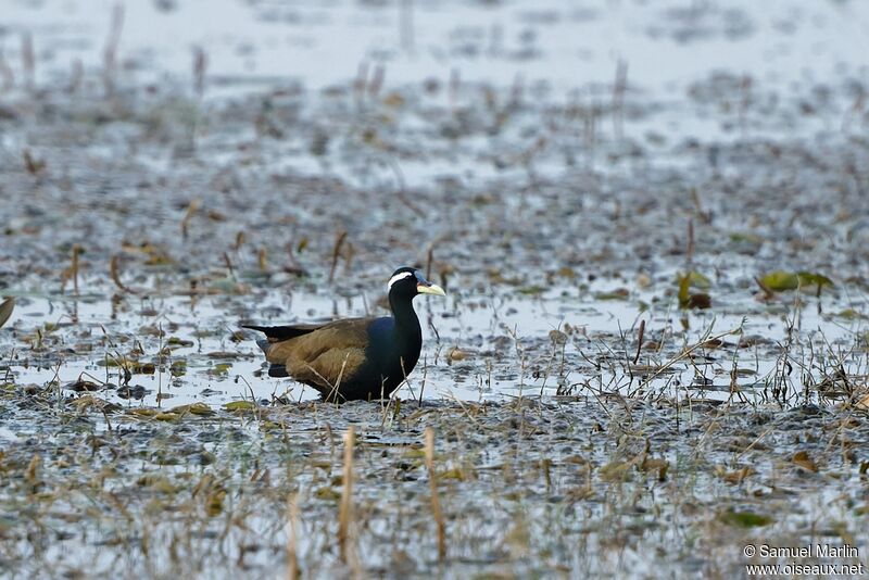 Jacana bronzé mâle adulte