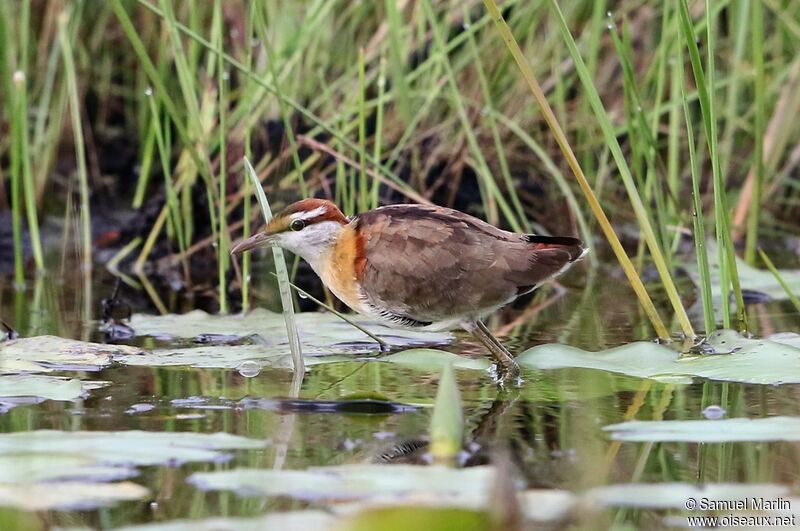 Lesser Jacanaadult