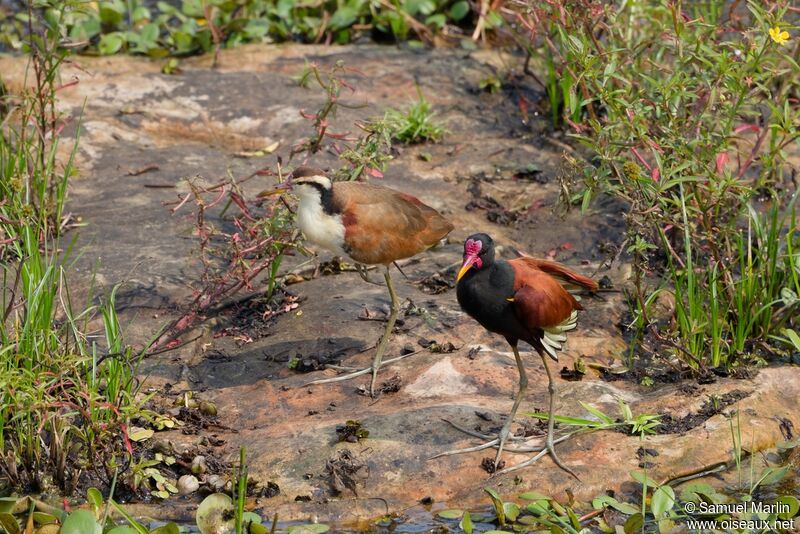 Jacana noir