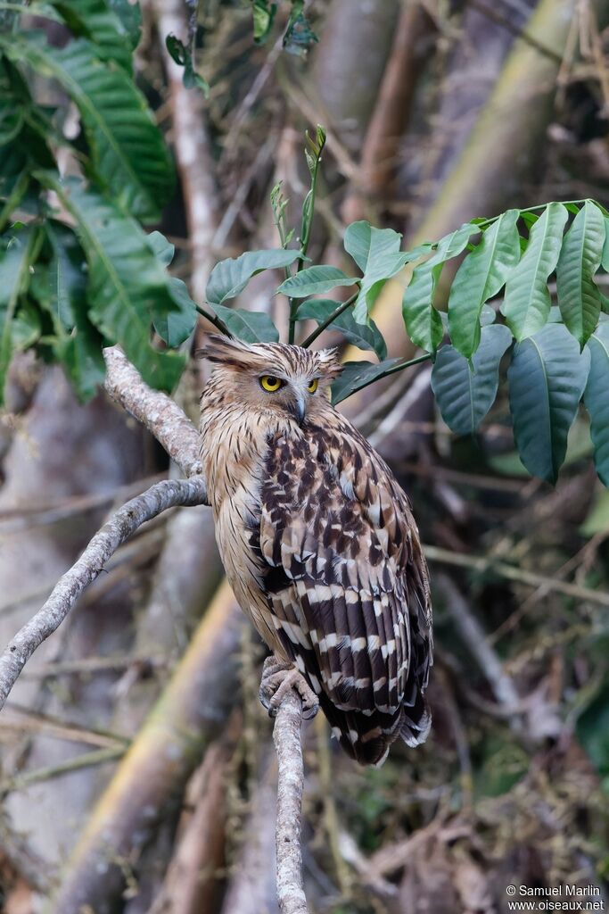 Buffy Fish Owl female adult