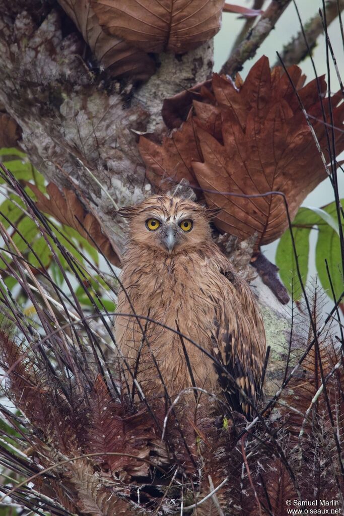 Buffy Fish Owljuvenile
