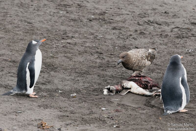 South Polar Skuaadult, eats