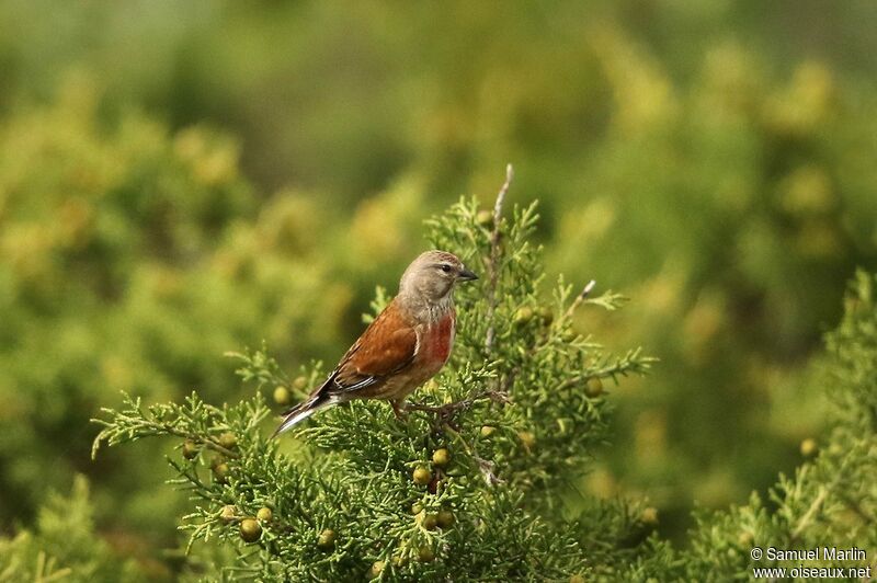 Linotte mélodieusesubadulte