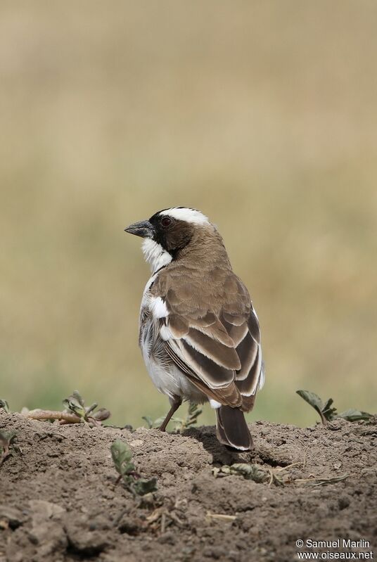 White-browed Sparrow-Weaveradult