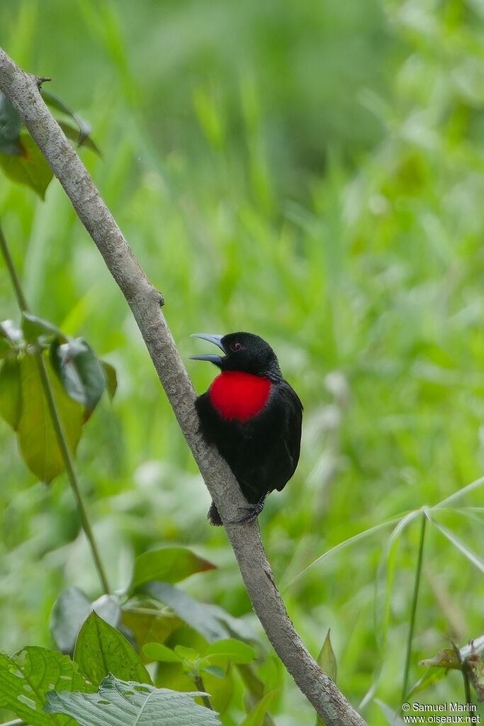 Blue-billed Malimbe