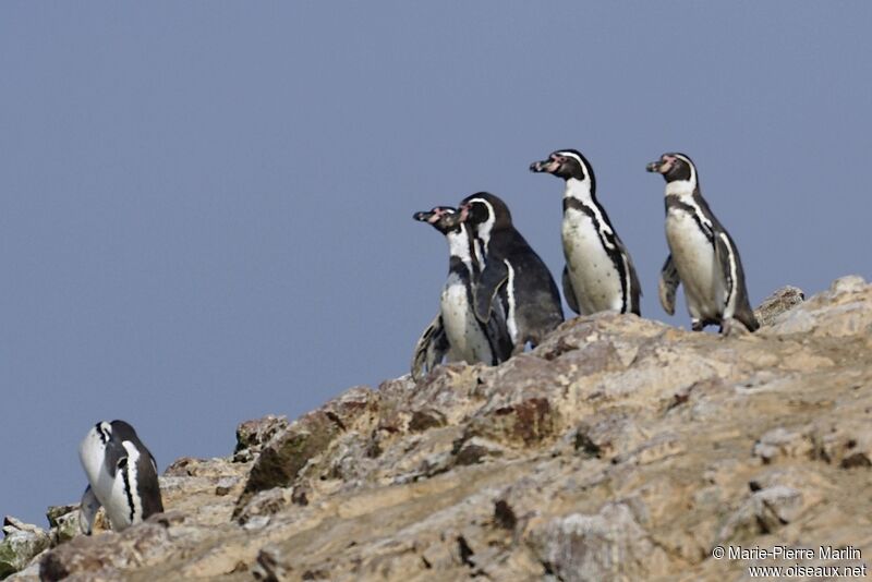 Humboldt Penguin