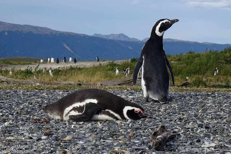 Magellanic Penguinadult, habitat