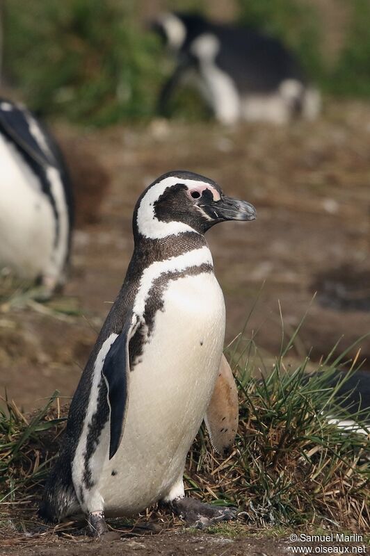 Magellanic Penguinadult