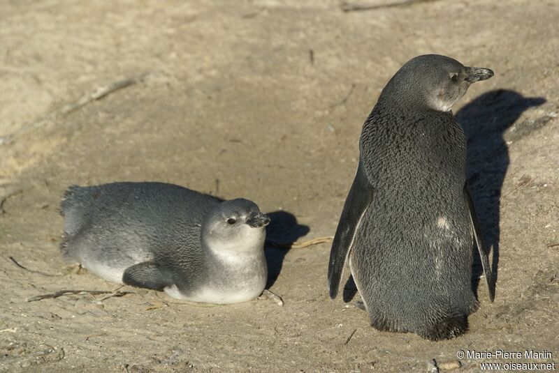 African PenguinPoussin