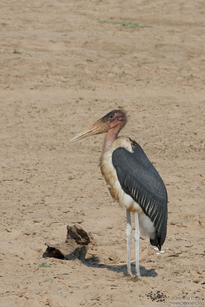 Marabout d'Afriqueadulte