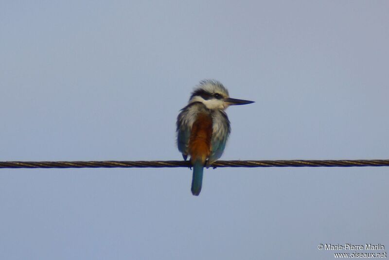 Red-backed Kingfisheradult