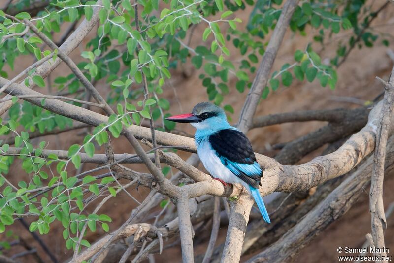 Blue-breasted Kingfisheradult