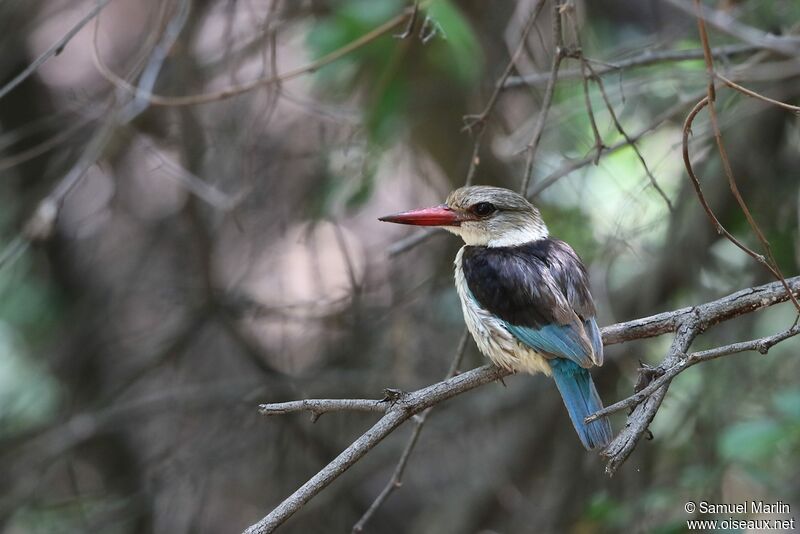 Brown-hooded Kingfisheradult