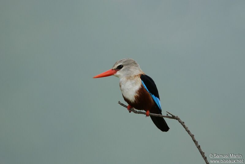 Grey-headed Kingfisher