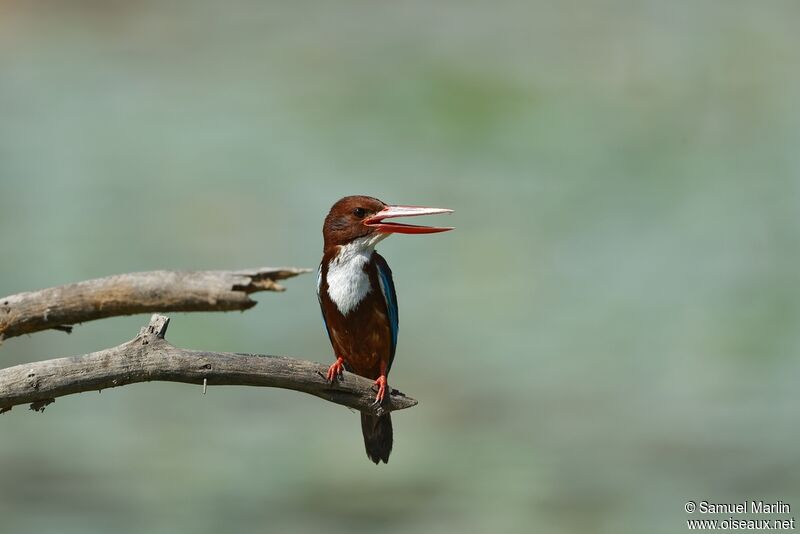 White-throated Kingfisheradult