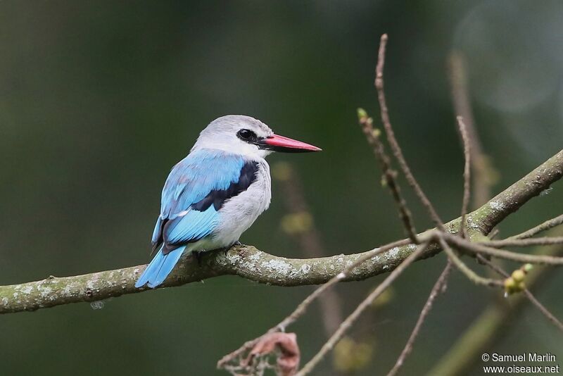 Woodland Kingfisheradult