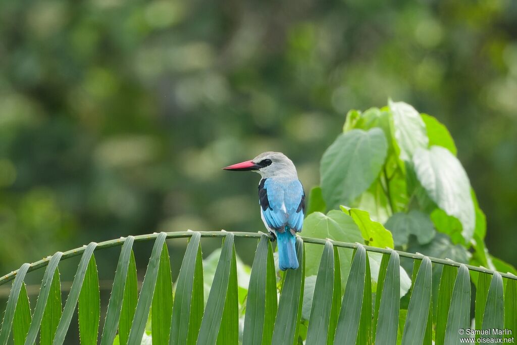 Woodland Kingfisher