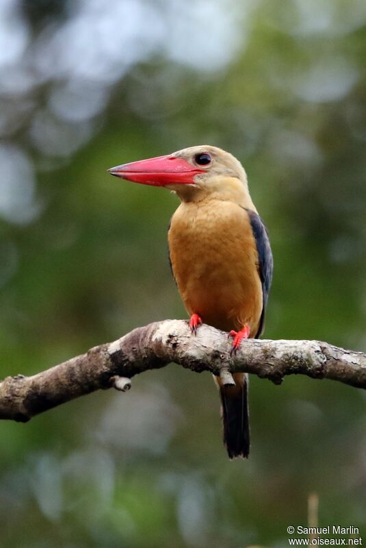 Stork-billed Kingfisher male adult