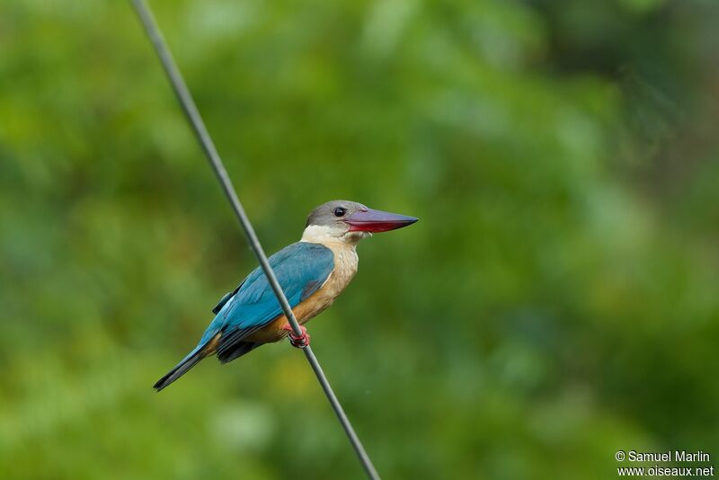 Stork-billed Kingfisheradult