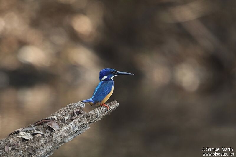 Half-collared Kingfisheradult