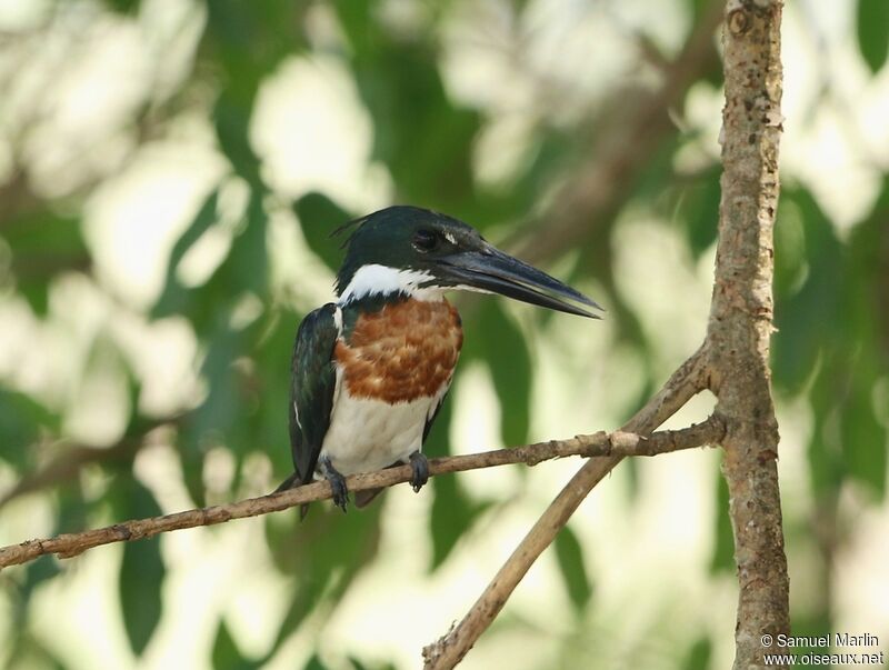 Amazon Kingfisher male adult