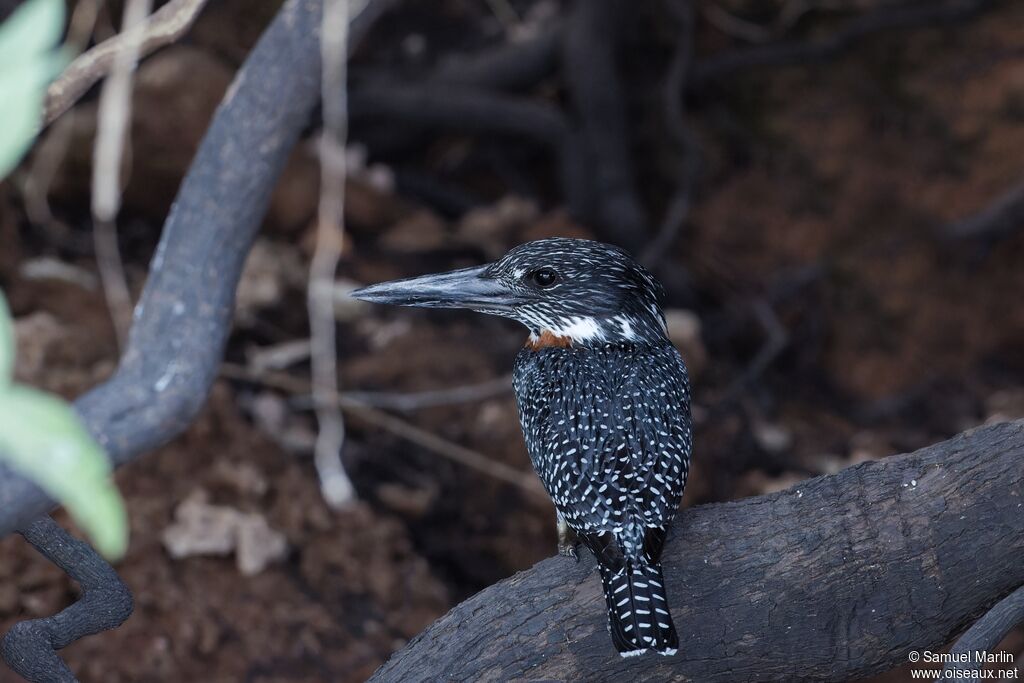 Martin-pêcheur géant
