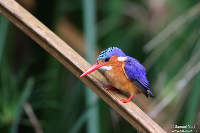 Malachite Kingfisher