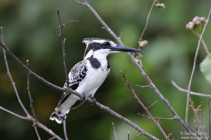 Pied Kingfisher