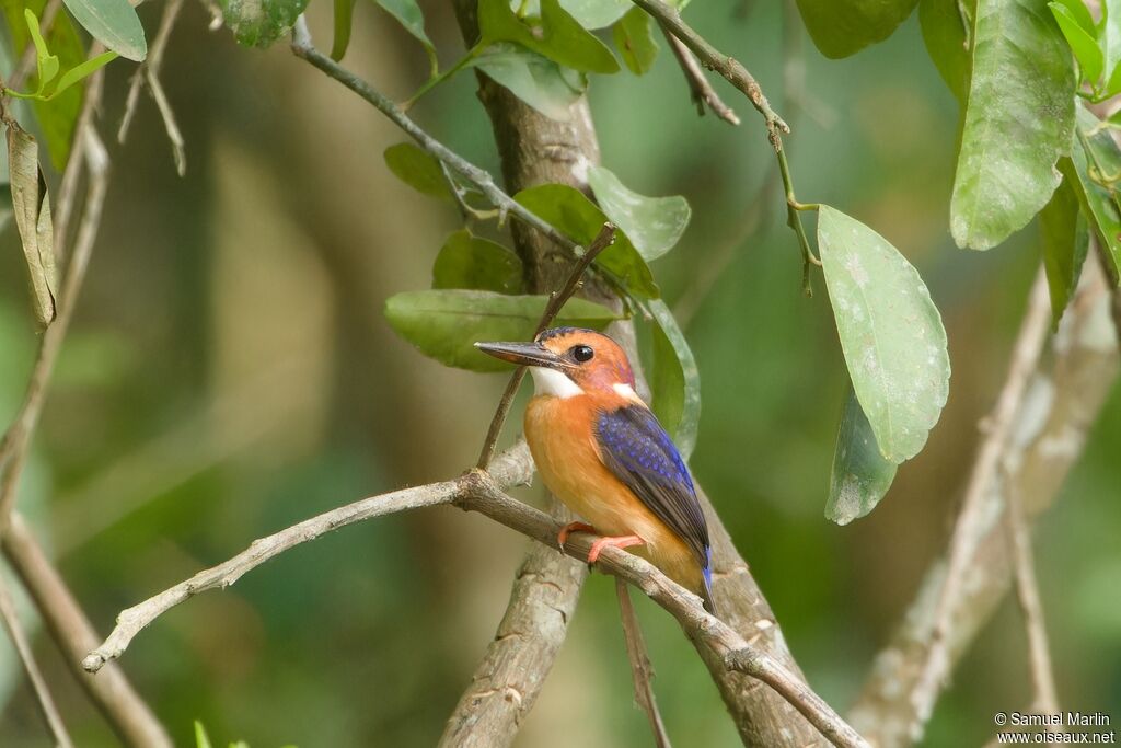 African Pygmy Kingfisher