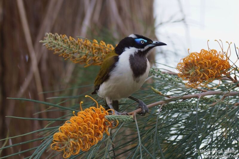 Blue-faced Honeyeater