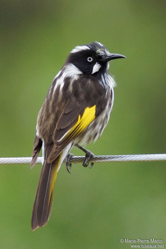 New Holland Honeyeateradult