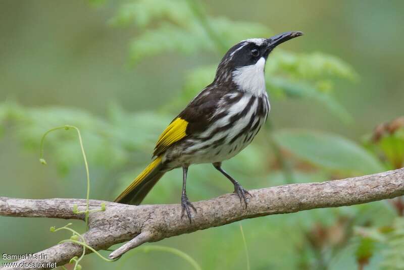 White-cheeked Honeyeater male adult