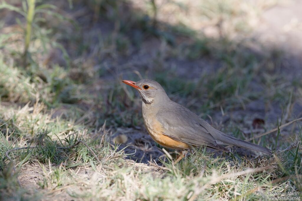 Merle kurrichaneadulte