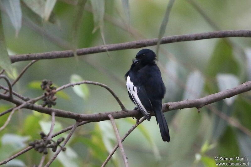 White-winged Black Titadult