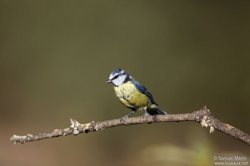 Mésange bleueadulte