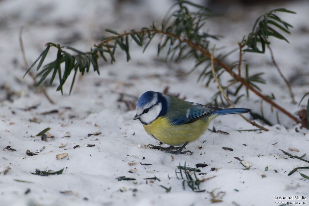 Eurasian Blue Tit