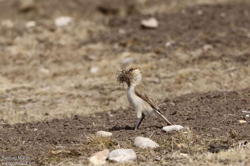 Mésange de Humeadulte, Nidification