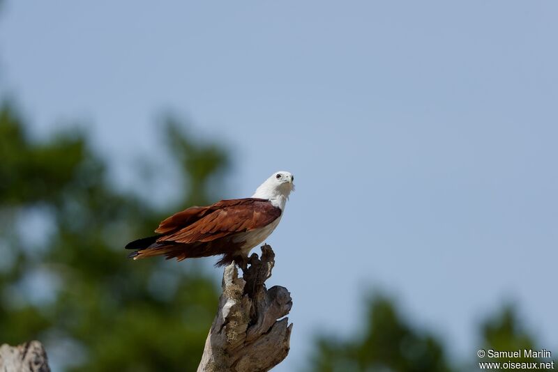 Brahminy Kiteadult