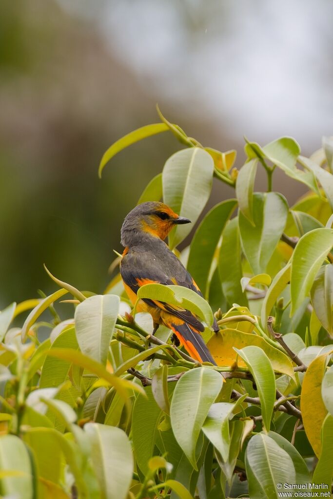 Scarlet Minivetadult