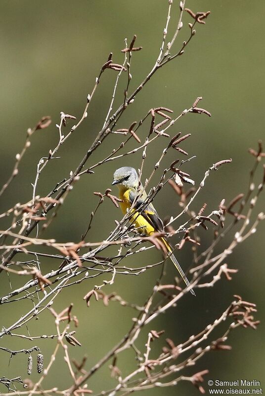 Minivet rouge femelle adulte